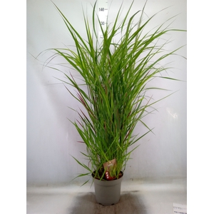Panicum virgatum