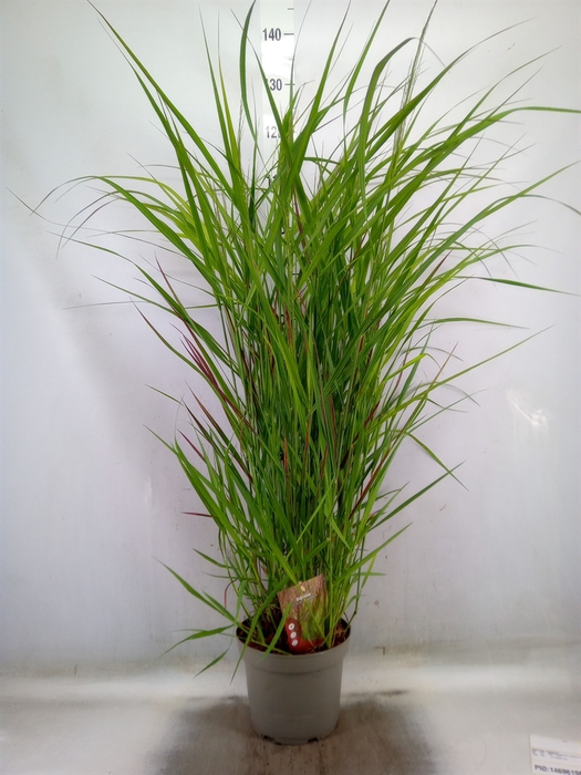 <h4>Panicum virgatum</h4>