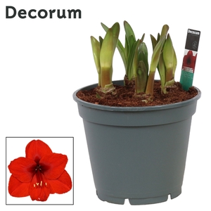 Hippeastrum Multiflora Royal Red 6/7 Steel (Decorum)