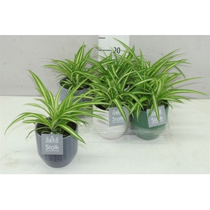 Chlorophytum Co Variegatum Expression Keramiek