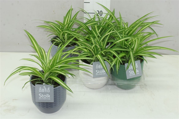 Chlorophytum Co Variegatum Expression Keramiek