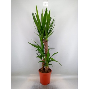 Yucca   ...
