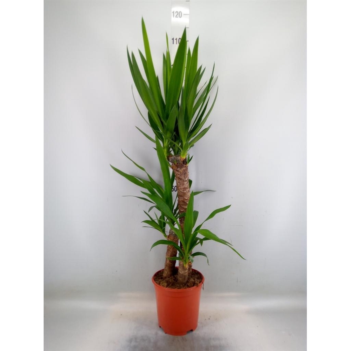 <h4>Yucca   ...</h4>