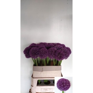 ALLIUM PINBALL WIZAR