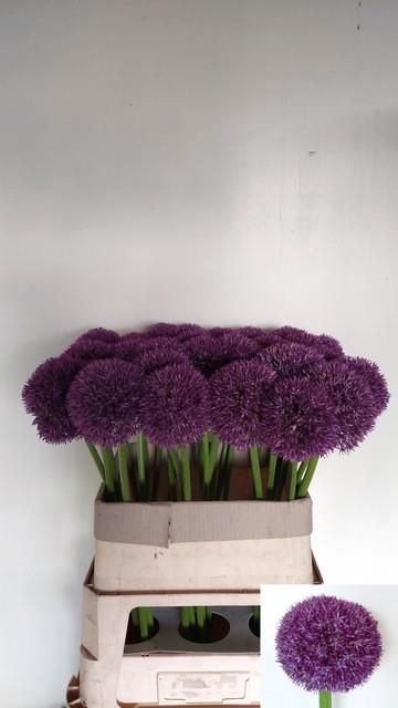 <h4>ALLIUM PINBALL WIZAR</h4>
