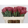 Protea Sharon