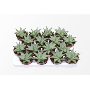 Haworthia Limifolia Roux