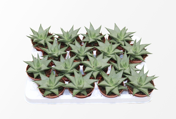 <h4>Haworthia Limifolia Roux</h4>