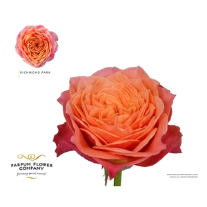 Rosa Garden Richmond Park