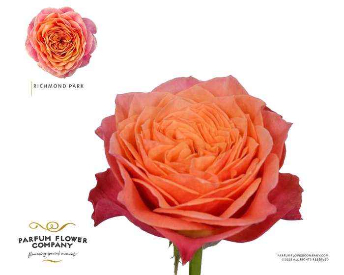 <h4>Rosa Garden Richmond Park</h4>