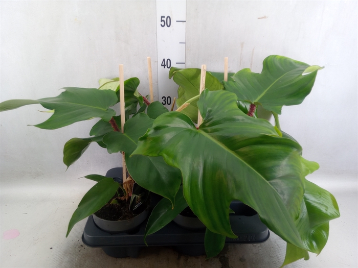 <h4>Philodendron squamiferum</h4>