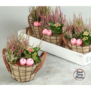 ARR TUINPLANTEN