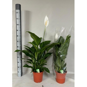 SPATH SWEET LAURETTA