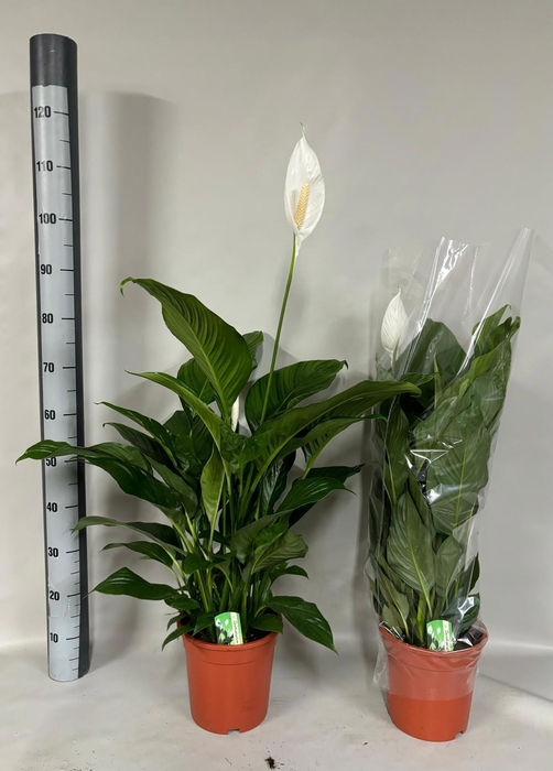 <h4>SPATH SWEET LAURETTA</h4>