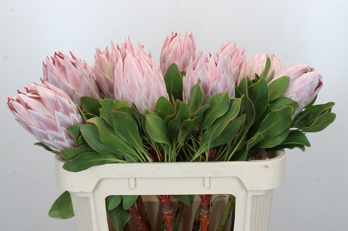 <h4>Protea Cynaroides</h4>