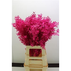 Dr Ruscus Bleach Erica