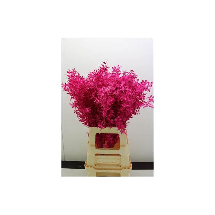 <h4>Dr Ruscus Bleach Erica</h4>