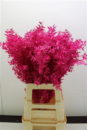 <h4>Dr Ruscus Bleach Erica</h4>