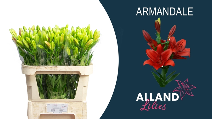 <h4>LI LA ARMANDALE</h4>