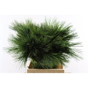 Pinus Strobus Keefer 50cm