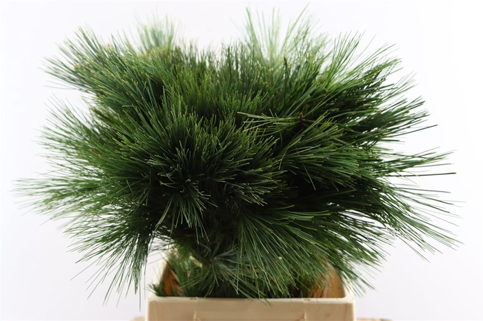 <h4>Pinus Strobus Keefer 50cm</h4>