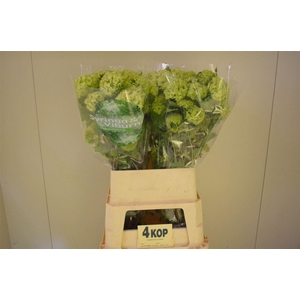 Viburnum Roseum St 4 Bal