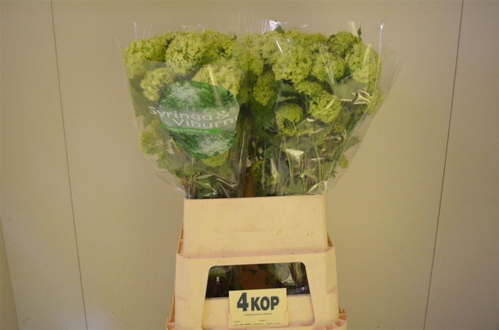 <h4>Viburnum Roseum St 4 Bal</h4>