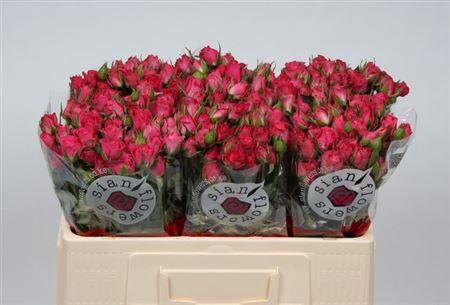 <h4>R Tr Sylvana</h4>