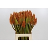 Kniphofia Eycone Orange