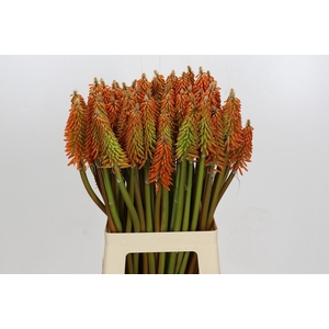 Kniphofia Eycone Orange