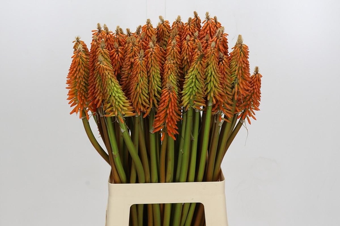 <h4>Kniphofia Eycone Orange</h4>