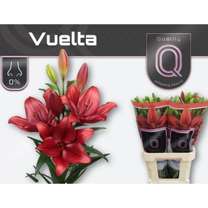 LI LA VUELTA 4+