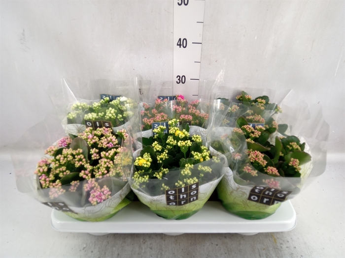 <h4>Kalanchoe blos.   ..rosebud mix  5</h4>