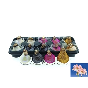 BLOEMBOL HIPPEASTRUM