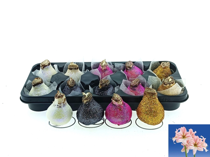 <h4>BLOEMBOL HIPPEASTRUM</h4>