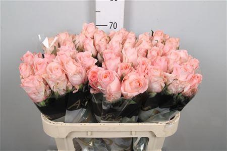 <h4>R Gr Baby Doll</h4>