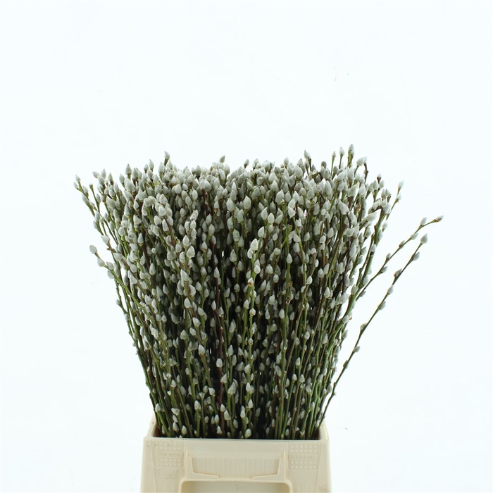 <h4>Salix Caprea Snow Flake (ch) Fres 60cm</h4>