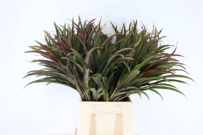 <h4>Cordyline Chicken Tail Top</h4>