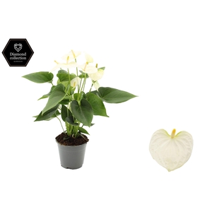 Anthurium 14 cm Cocos in transparant sleeve