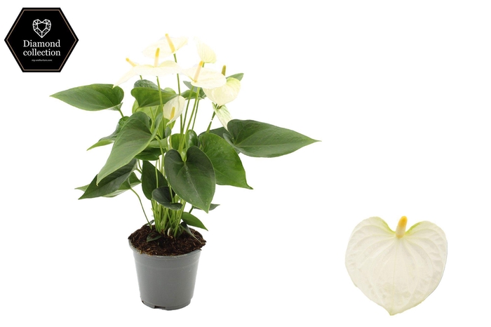 <h4>Anthurium 14 cm Cocos in transparant sleeve</h4>
