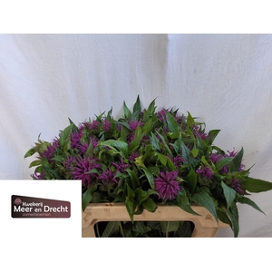 MONARDA OV