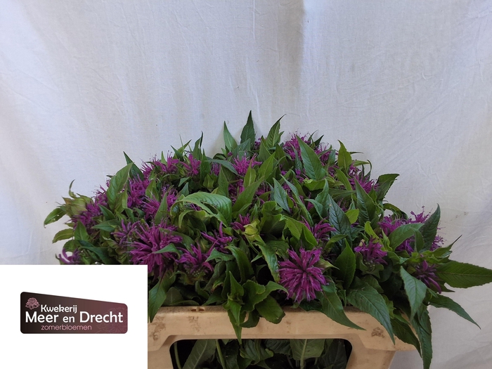 <h4>MONARDA OV</h4>