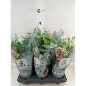 Phlebodium aureum 'Blue Star'