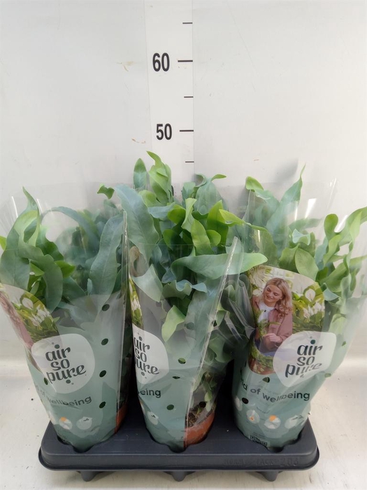 <h4>Phlebodium aureum 'Blue Star'</h4>