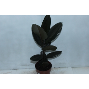FICUS ELASTICA BURGUNDY P17