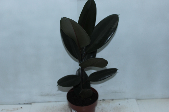 <h4>FICUS ELASTICA BURGUNDY P17</h4>