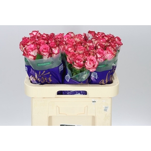Rosa Gr Barracuda