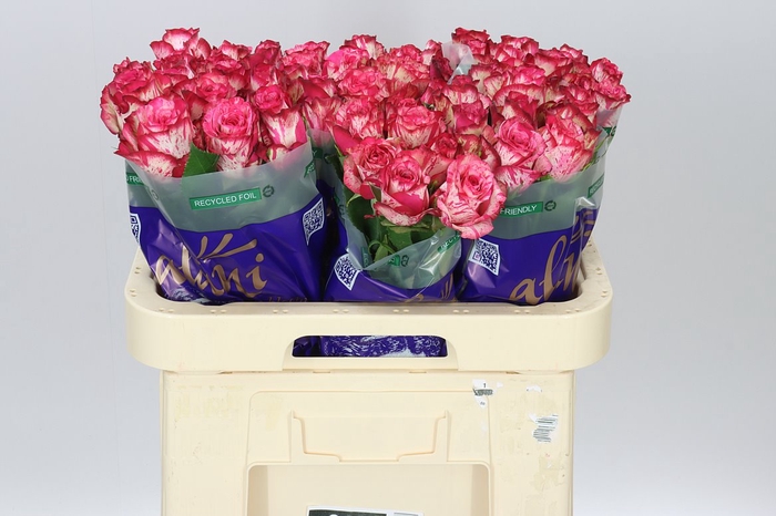 <h4>Rosa Gr Barracuda</h4>