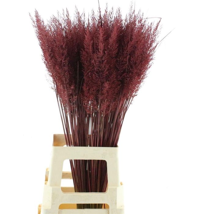 <h4>Calamagrostis Brachy Bordeaux</h4>