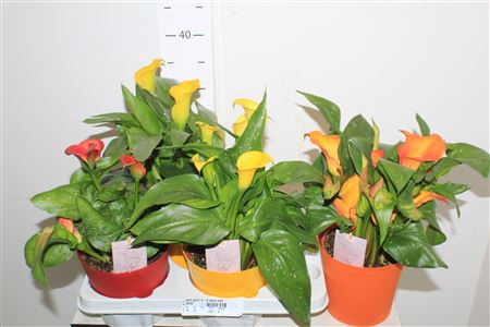 <h4>Zant Gem 4-5 Deco Pot</h4>